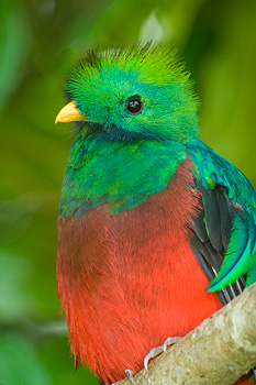 El Quetzal Resplandeciente, una de las aves del dosel más espectaculares en Monteverde.