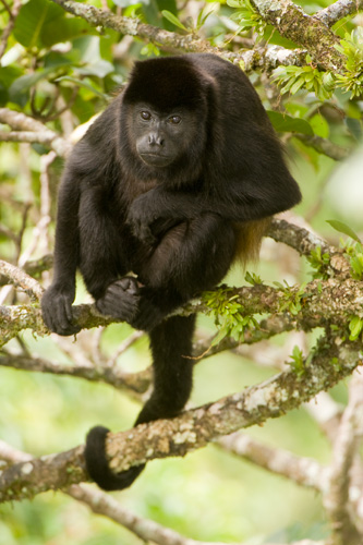 Un mono aullador común (Alouatta palliata) descanza en un árbol de higuerón en medio de su comida. 