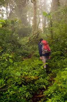 Las nubes en los bosques pueden penetrar hacia abajo hasta llegar al suelo